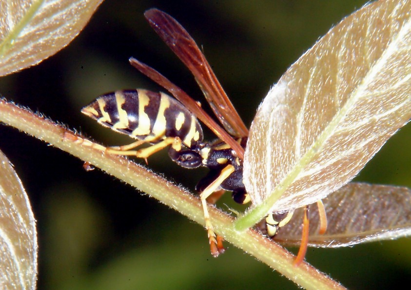 Polistes bruca